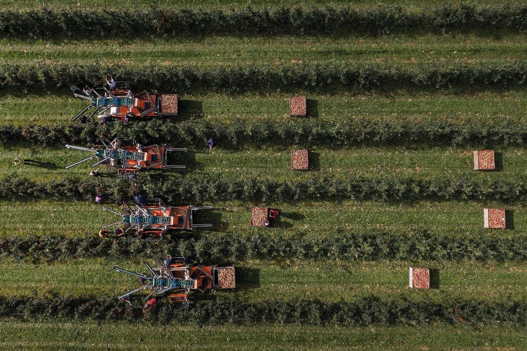Teams of seasonal workers operate the apple-picking machines at the Parsonage Farm