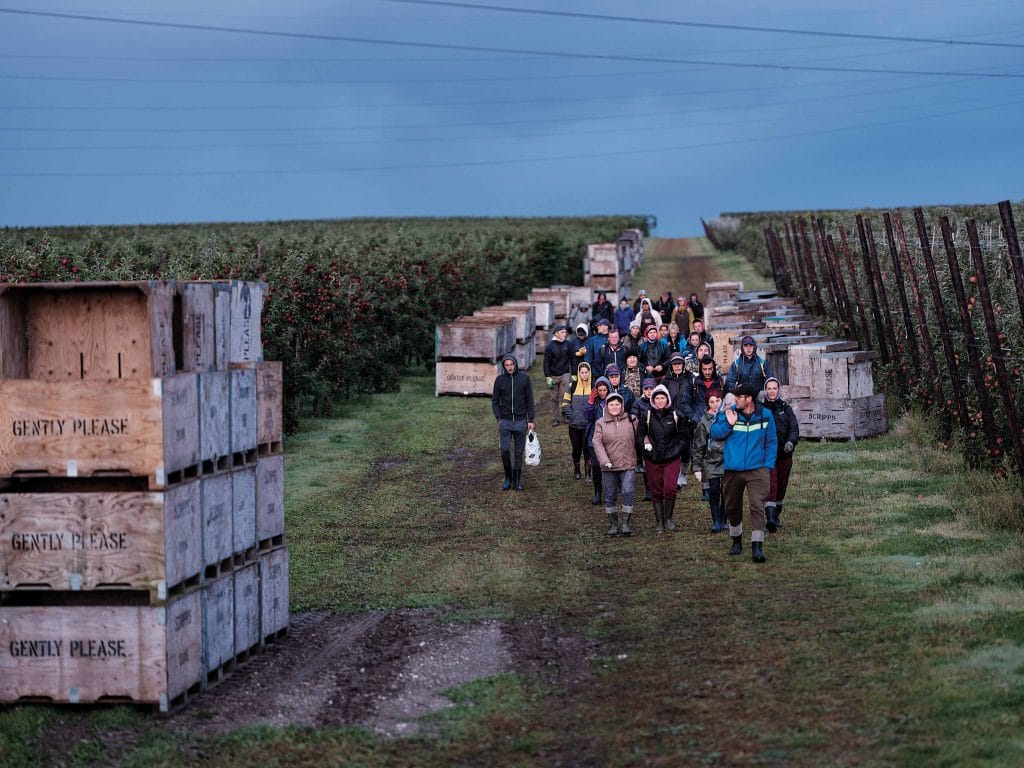 Seasonal workers set off to begin the day’s picking at the Parsonage Farm, October 2021