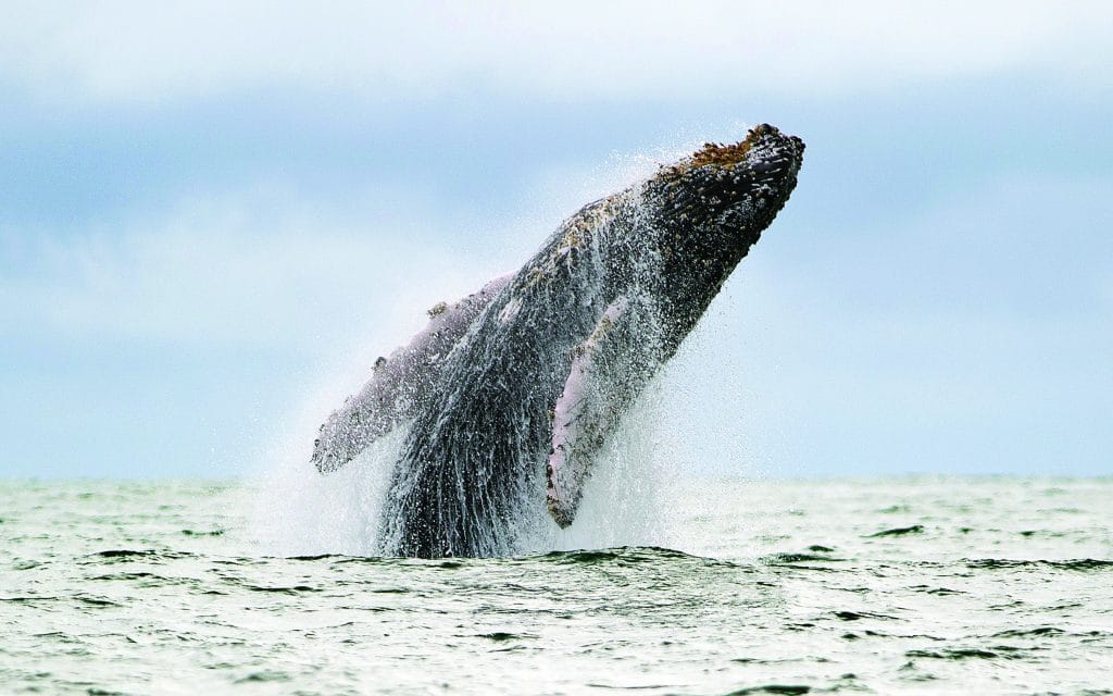 A Humpback whale jumps in the surface of the Pacific Ocean at the Uramba Bahia Malaga natural park in Colombia.