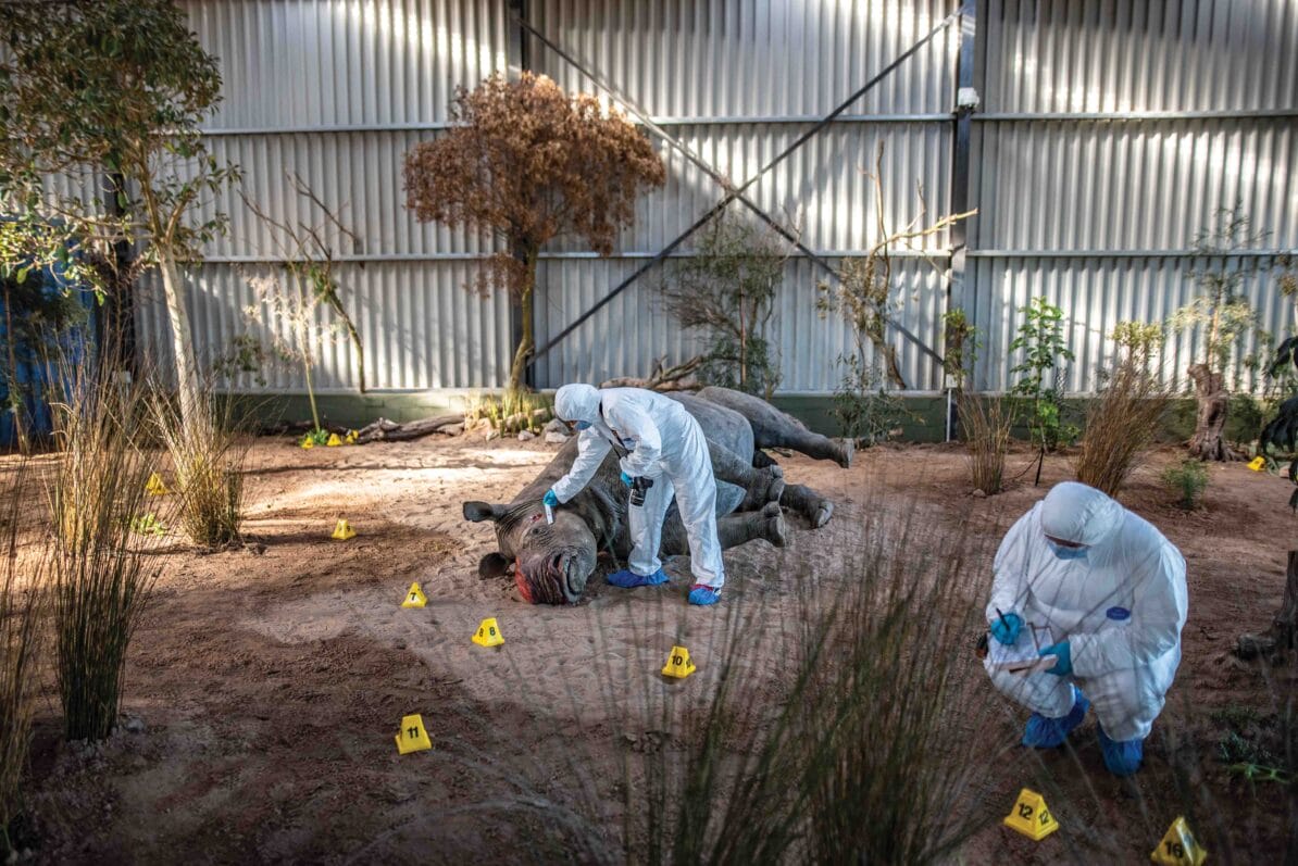 A forensics student gathers clues from a taxidermied rhino at a fake crime scene at the Wildlife Forensic Academy in Buffelsfontein, South Africa